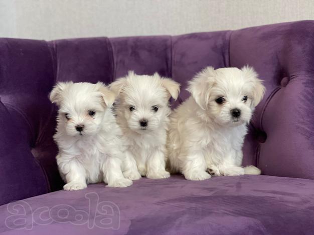 Щенки мальтийской болонки (Maltese) от Ирлайн-дог
